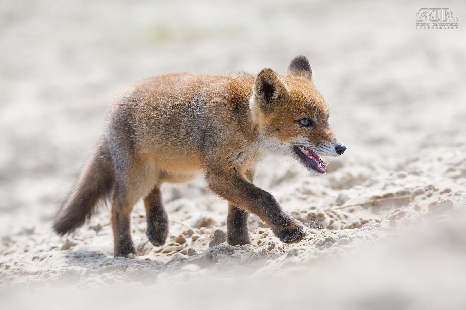 Fox kit in the dunes This fox cub wasn't shy at all and I was able to lay down to photograph him in the sand dunes. Red foxes are omnivores with a highly varied diet; from small rodents like voles, mice, squirrels, birds, lizards to insects, other invertebrates.<br />
 Stefan Cruysberghs